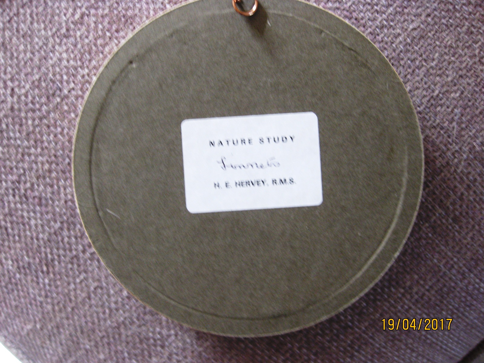 Linnets (5-inch)